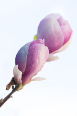 Beautiful pink magnolia flower in the garden