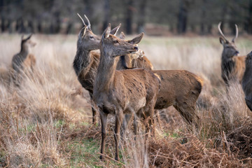 herd of fallow deer