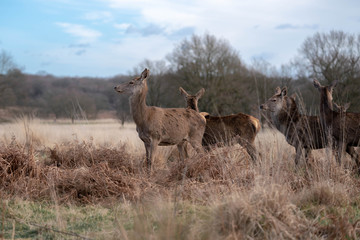 two deers in a field