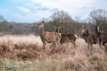 herd of wild horses