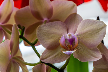 Naklejka premium Close up of Orchid