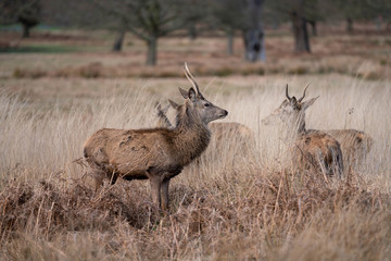 deer in the forest