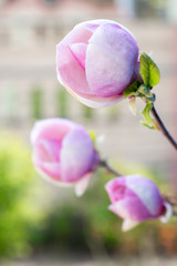 pink magnolia in the garden