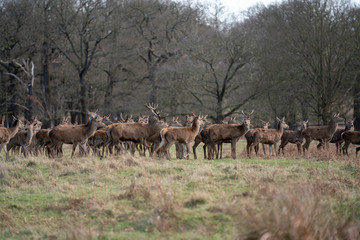 Obraz na płótnie Canvas herd of deer