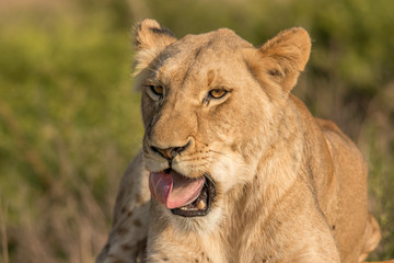Obraz na płótnie Canvas Lioness of Nambiti