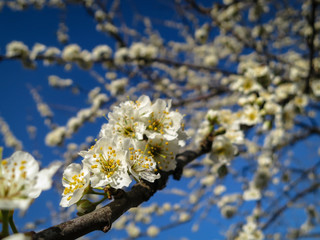 Close-up of white cherry plum flowers blossom in spring. A lot of white flowers in sunny spring day with blue sky. Selective focus.
