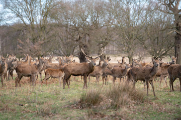 Obraz na płótnie Canvas herd of fallow deer