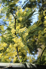 Fototapeta premium Flores de acacia en flor