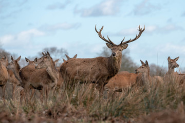 deer stag in highlands