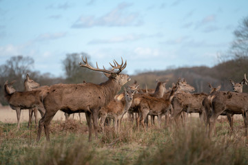 herd of fallow deer
