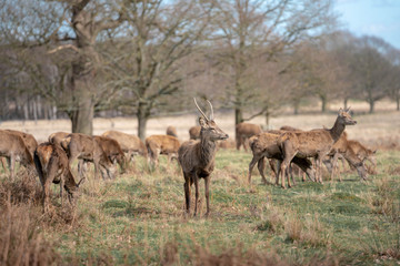 herd of fallow deer