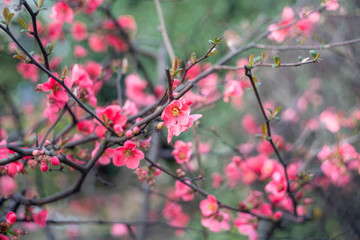 blooming cherry tree in spring