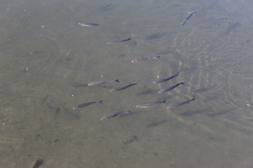 Algunos peces en el rio