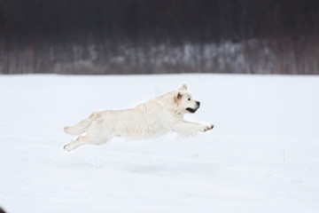 Happy golden retriever dog running fast in the field in winter