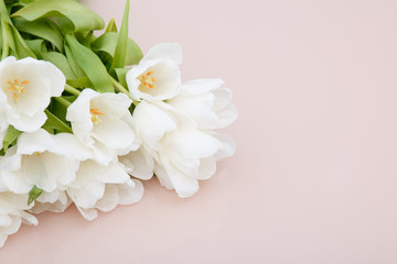 Fototapeta na wymiar White tulips on pale pink background with morning sunlight. Stylish Compositions in pastel colors.