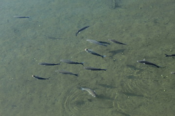 Algunos peces en el rio