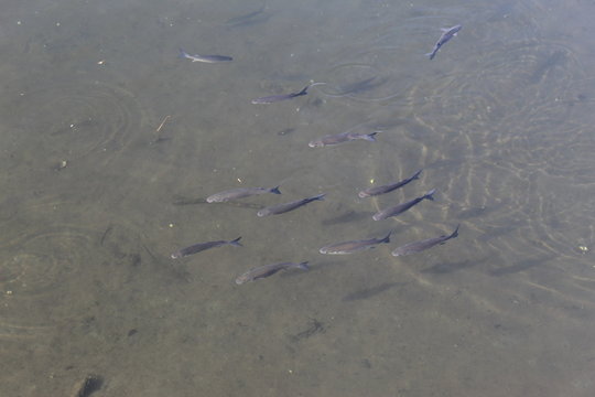 Algunos peces en el rio