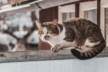 A dirty adult young tabby cat with yellow eyes and pink velvet wet nose is on an old gray wooden fence and expressively looks in the direction in the garden