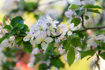 Apple blossom in spring in the Lüneburg Heath, Northern Germany.