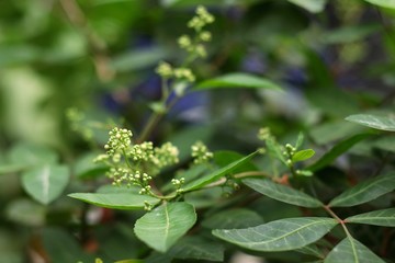 Green leaf background