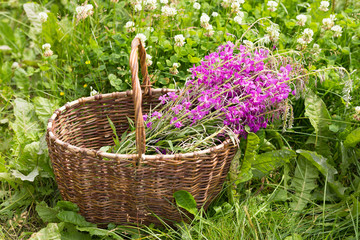 Flower Willowherb Sally bloom in wicker basket.