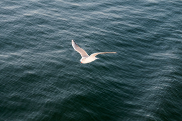 Fototapeta na wymiar Seagull flying alone over the sea