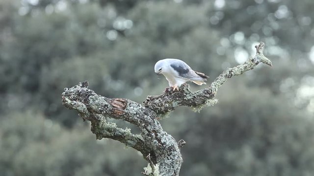 Black-shouldered kite. Elanus caeruleus
