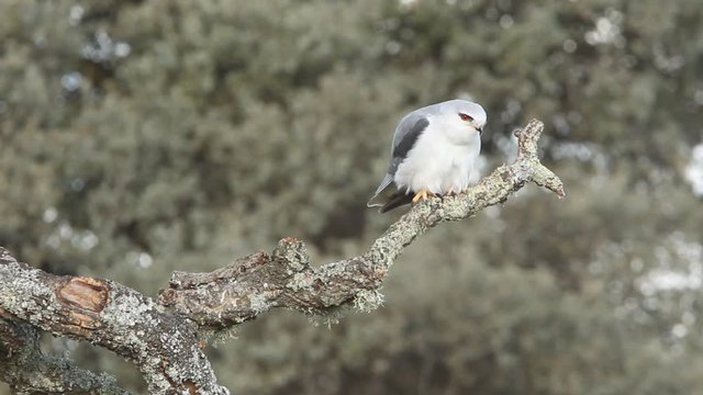 Black-shouldered kite. Elanus caeruleus