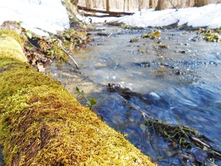 Big spring creek with log.