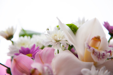 Fototapeta na wymiar closeup flowers, chrysanthemum and orchid