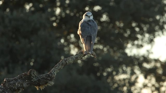 Black-shouldered kite. Elanus caeruleus