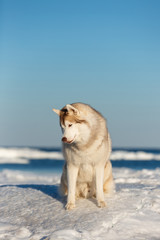 Beautiful Siberian husky dog sitting on ice floe on the frozen Okhotsk sea background