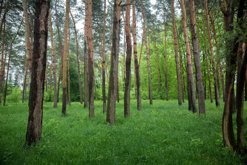 Obraz premium Pine grove with spring meadow grass