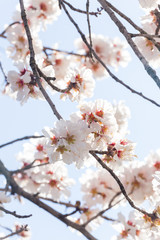 almond flowers blue  sky spring  season buds bees