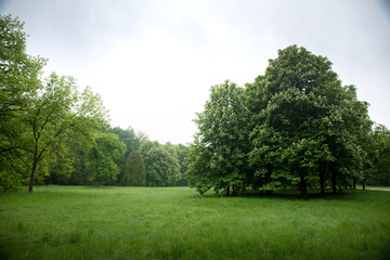 chestnuts in the spring park