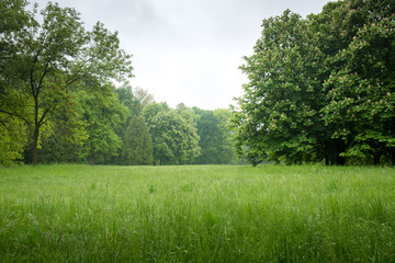 spring lawn in the park