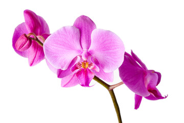 Naklejka na ściany i meble Beautiful purple orchid (Orchidaceae) isolated on white background