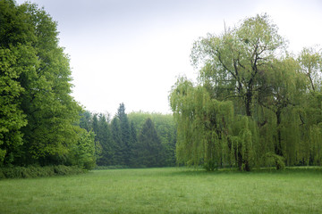 willow tree in a foggy meadow