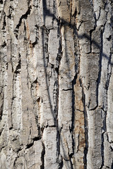 old tree bark and background