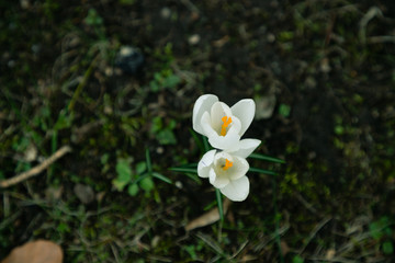 Obraz na płótnie Canvas early spring white flowers. snowdrops and crocuses