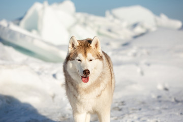 Beautiful Siberian husky dog standing on ice floe on the frozen Okhotsk sea background