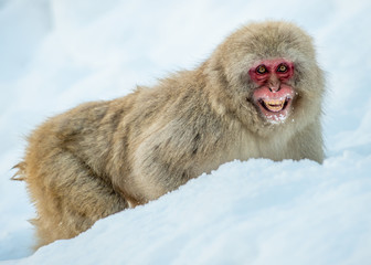 Japanese macaque on the snow. Winter season.  The Japanese macaque ( Scientific name: Macaca fuscata), also known as the snow monkey.