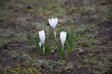early spring white flowers. snowdrops and crocuses
