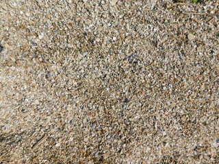  coast of the river with shells. texture