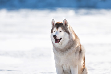 Beautiful Siberian husky dog sitting on ice floe on the frozen Okhotsk sea background