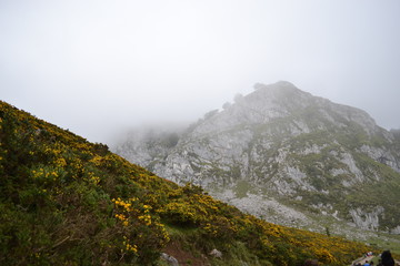 Picos de Europa