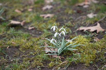early spring white flowers. snowdrops and crocuses