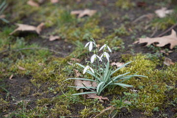 early spring white flowers. snowdrops and crocuses