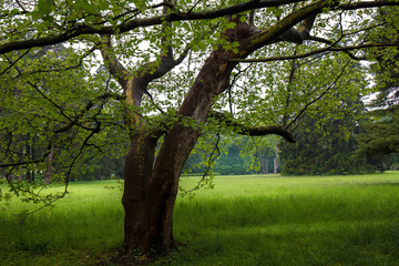 tree in the meadow