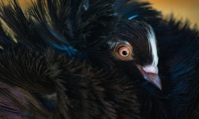 Close-up portrait of a Jacobin pigeon